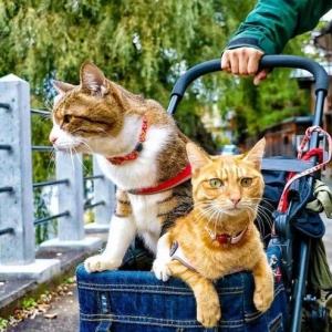 人活着不如猫系列 两只猫8年环游日本1000多个景点！