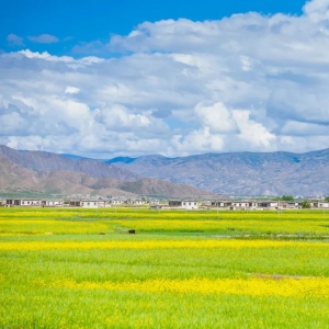 中国最美的油菜花全在这里了 你去过几个？