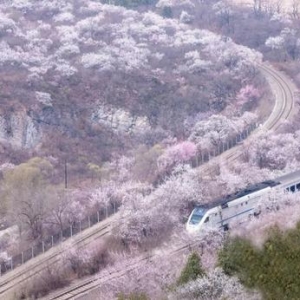 <b>国内就有日本同款花海火车 将迎来最美春天</b>