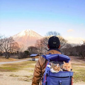 这2只猫咪比旅行博主还会玩 8年打卡上千景点