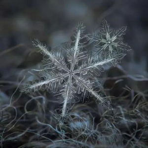 外国小哥花九年时间 只为拍一朵雪花