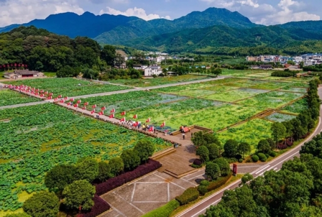 比日本大5倍的万亩樱花 就在国内美哭全球