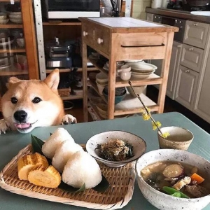 日本柴犬陪主人吃饭的照片火了，把网友萌得老泪纵横