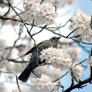 3月去哪儿？音乐节、北极光、滑翔伞等你来解锁